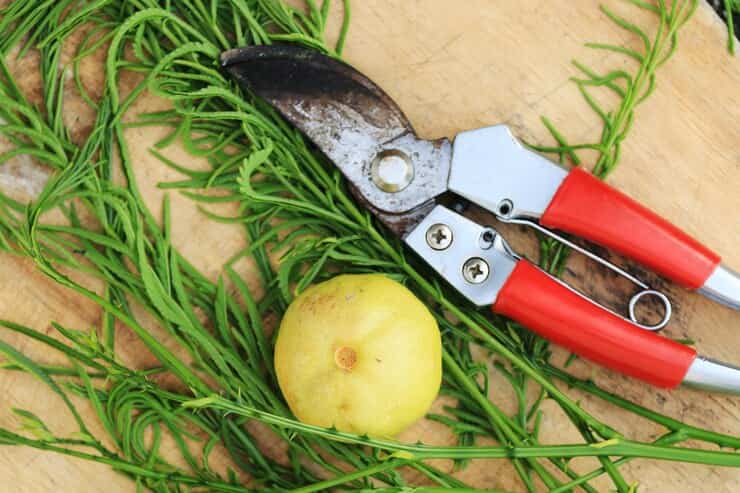 تصویر 1 از خرید قیچی باغبانی دستی و قیمت فروش استثنایی